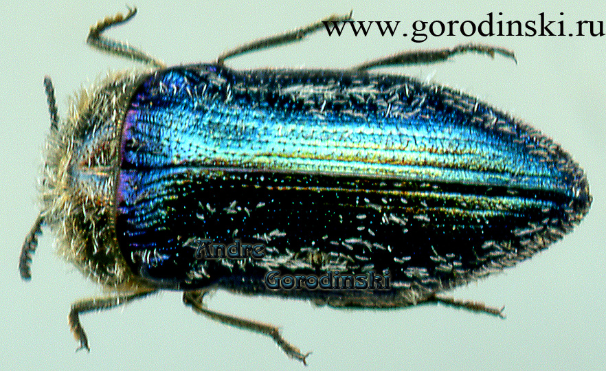 http://www.gorodinski.ru/buprestidae/Acmaeoderella villosula.jpg